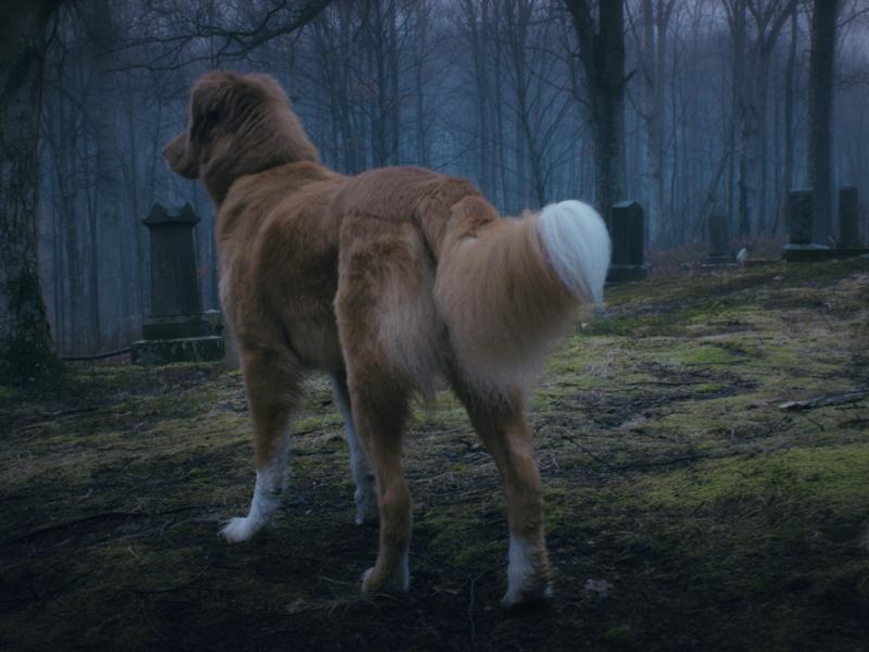 hund står på en kirkegård og ser noget mistænksomt